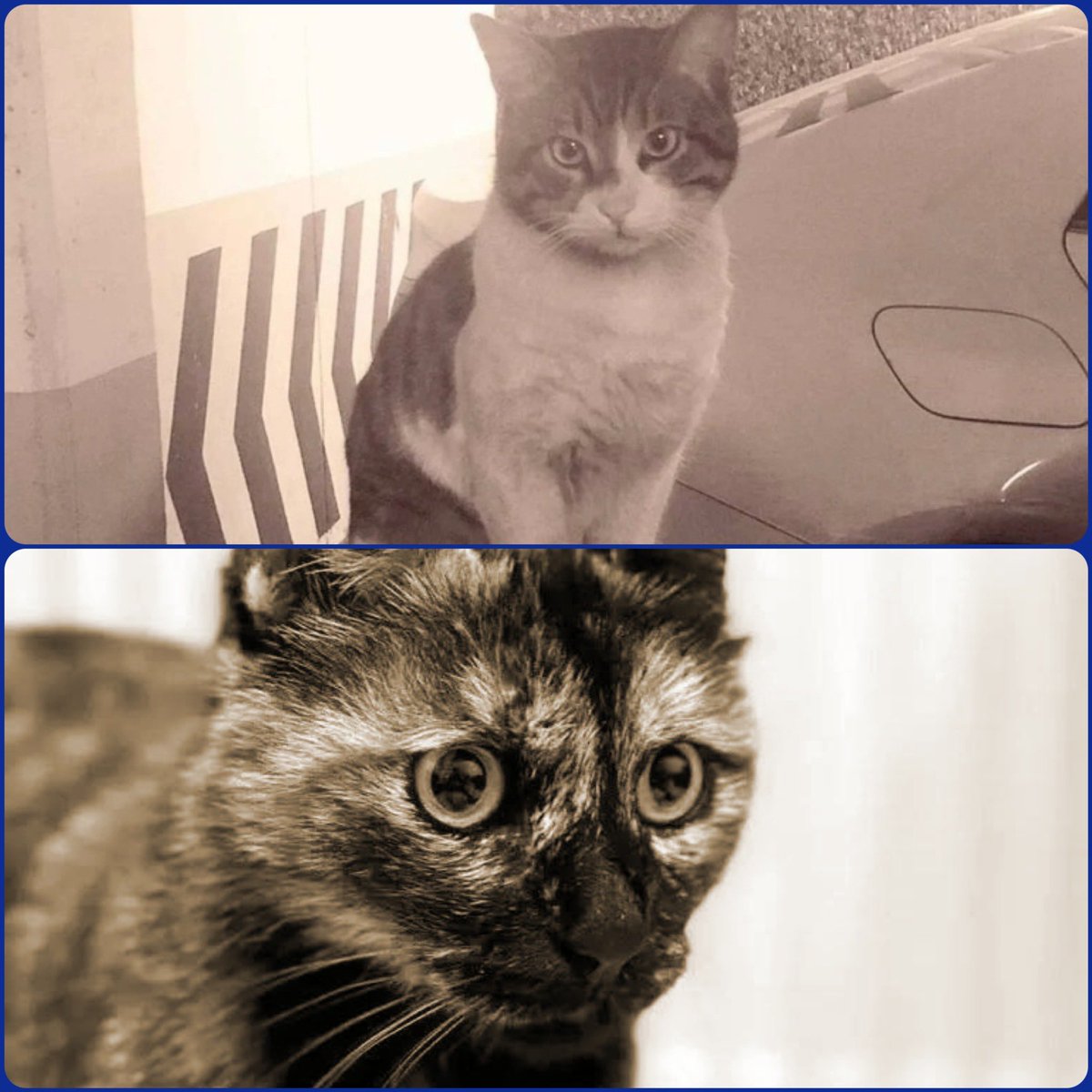 Ne Eros’u ne Cezve’yi ne de adı olan, olmayan katledilen hiçbir hayvanı unutmadık… Onlara özür değil, ömür borçluyuz… #dünyakedilergünü