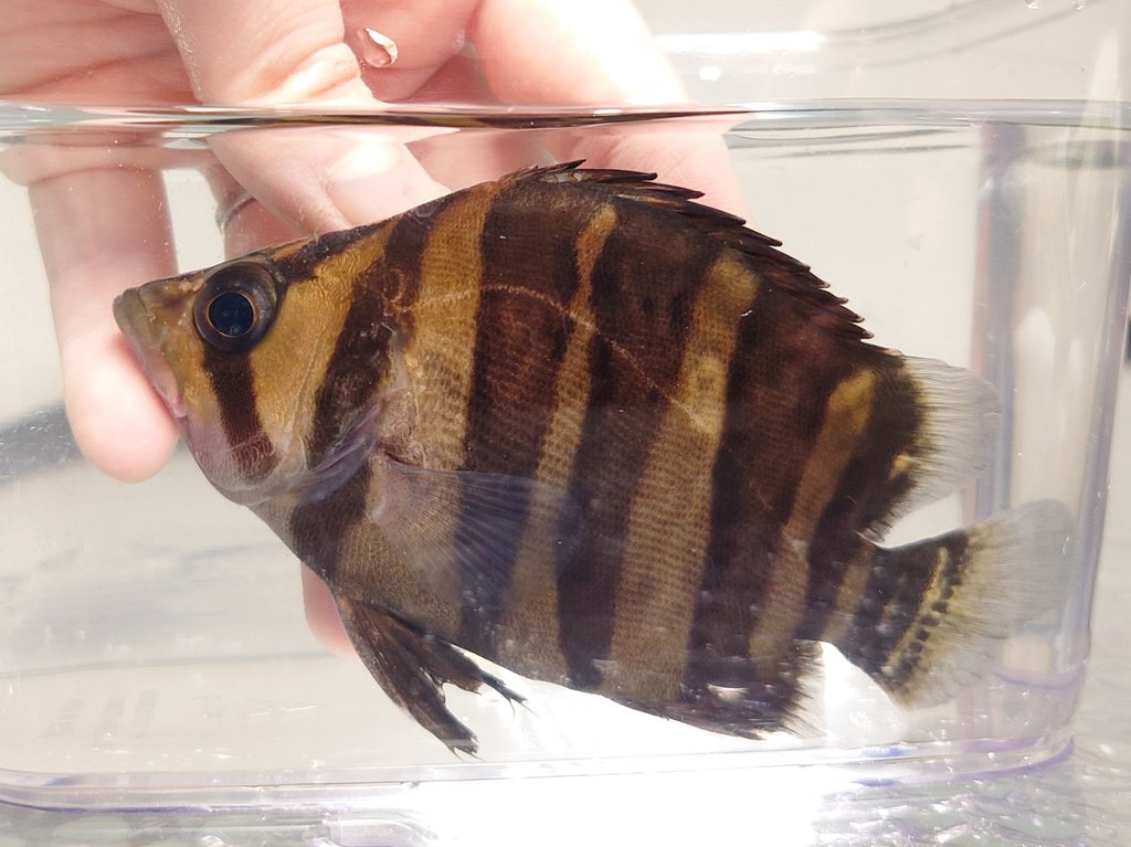 筋肉バカ太郎 (@kinnikubakataro) / Posts / X