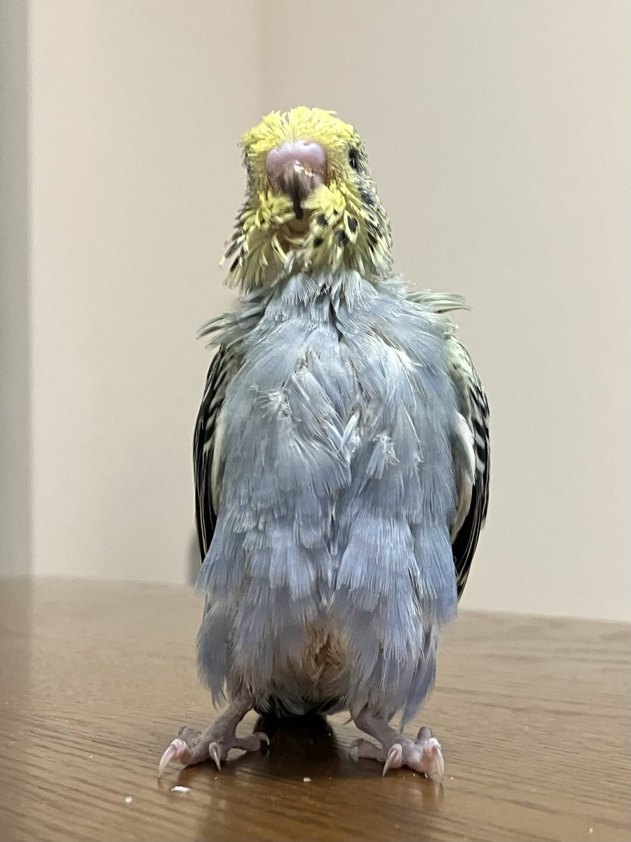 実は…ファスナーがちゃんと閉まってなかったため横向きポーズとなった