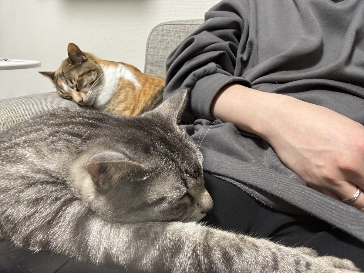 猫をダメにするソファ