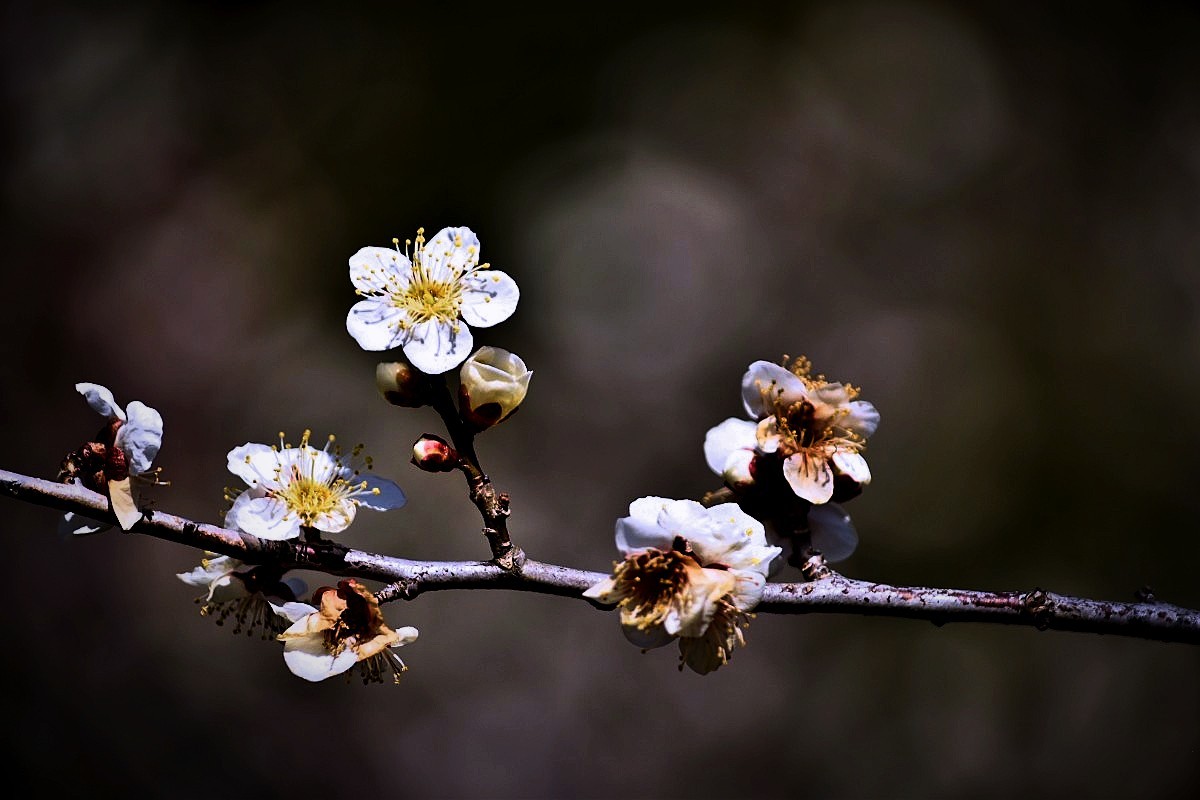 Rain_trader_'s tweet photo. 梅　撮ってきた

#ファインダー越しの私の世界
#キリトリセカイ
#TLを花でいっぱいにしよう https://t.co/r87q32V4ki