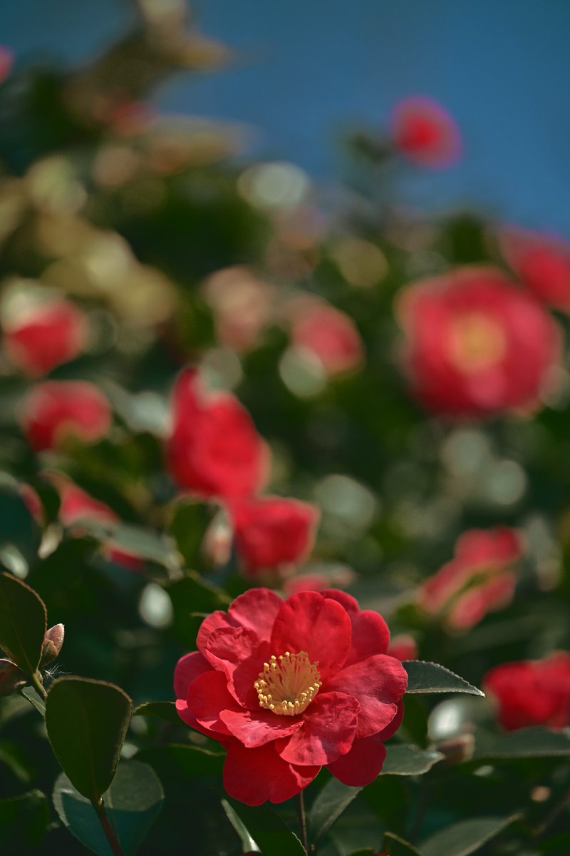 VLAELTU's tweet photo. 冬の花 https://t.co/ILuPfaa9MC