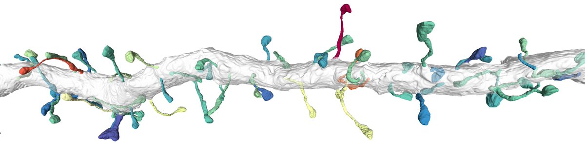 Netanel Ofer tweet media