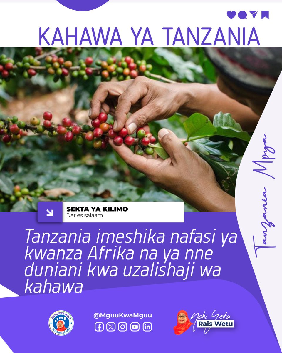 Tanzania yashika nafasi ya kwanza Afrika na ya nne duniani kwa uzalishaji wa kahawa.

Mafanikio haya ni matokeo ya juhudi za Serikali ya Dkt. Samia Suluhu Hassan na wadau wa sekta ya kahawa katika kuboresha uzalishaji na ubora wa zao hili la kipekee.