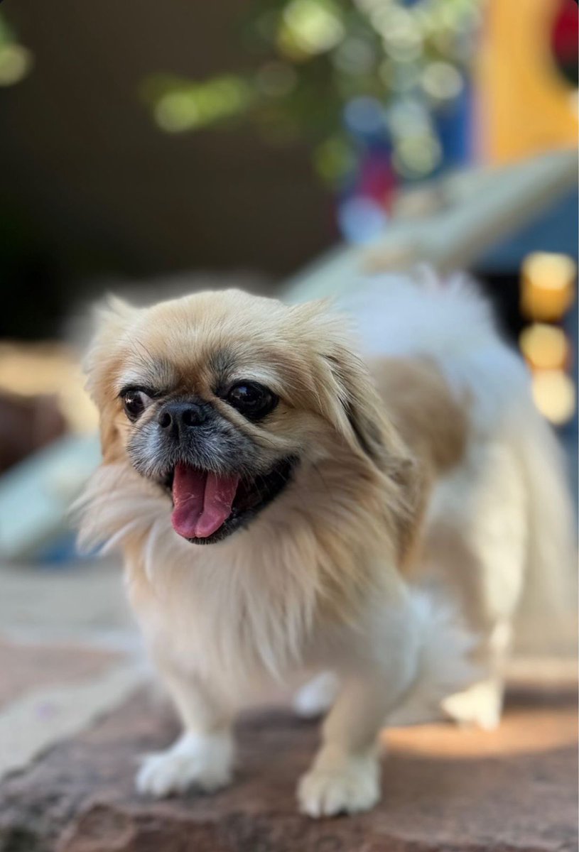 solarsian_'s tweet photo. @maritoncarlos A Zoey era especial, e realmente se destacava por ser tão carinhosa com a gente. Pequinha serelepe, 😭😭😭 nunca vamos esquecer. #cachorro #pequinês #puppy #DogLovers #dog #cachorrinha https://t.co/UsjForebjt