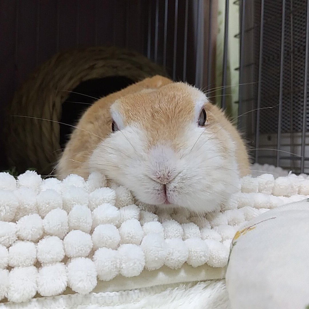 ギリギリうさぎ判定選手権 (過去写真)つちのこ？