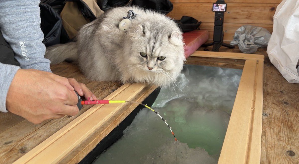 ururu_1230's tweet photo. 今年も愛犬達と氷上ワカサギ釣りへ
https://t.co/e9Hx70acqJ

スノーモービルで湖の真ん中へ移動して
釣りしたり今しか遊べないドッグランに
興奮して釣りどころではなかった（笑） https://t.co/pYtK4p1jyC