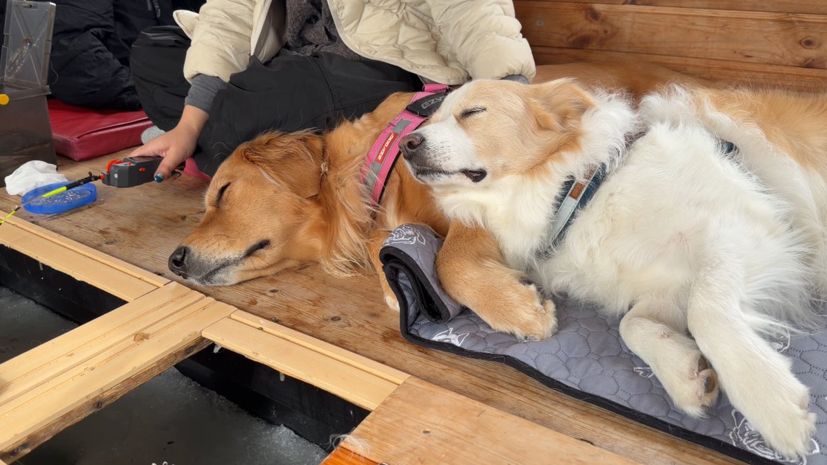 ururu_1230's tweet photo. 今年も愛犬達と氷上ワカサギ釣りへ
https://t.co/e9Hx70acqJ

スノーモービルで湖の真ん中へ移動して
釣りしたり今しか遊べないドッグランに
興奮して釣りどころではなかった（笑） https://t.co/pYtK4p1jyC