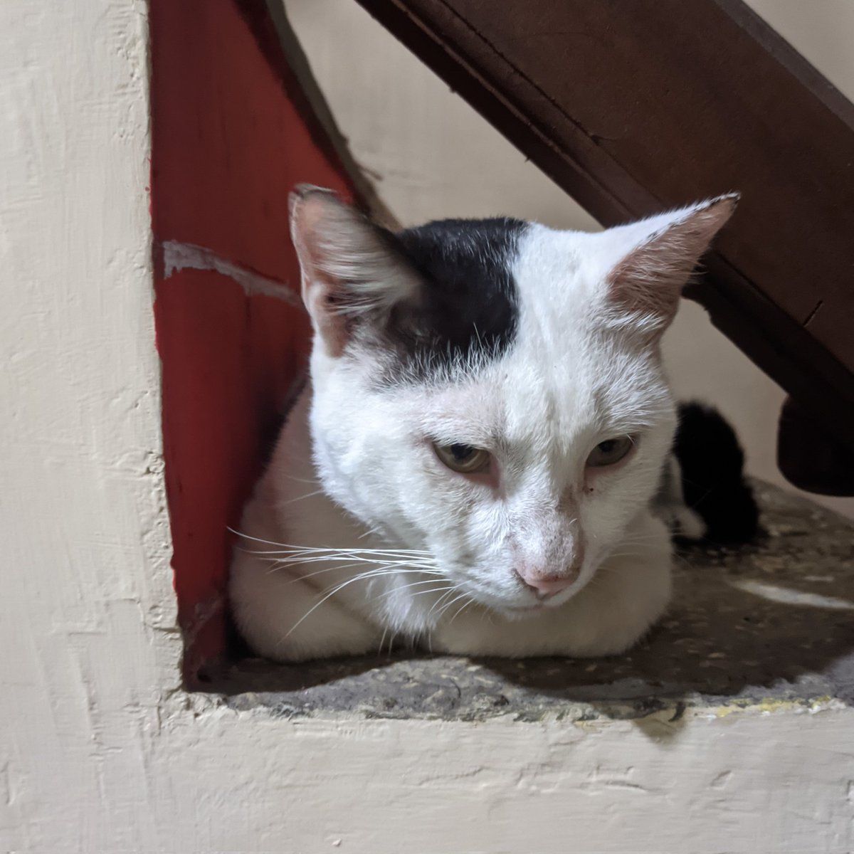 Kliwon si anak bontot