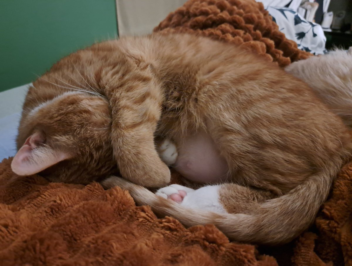 Tess Schomper tweet media