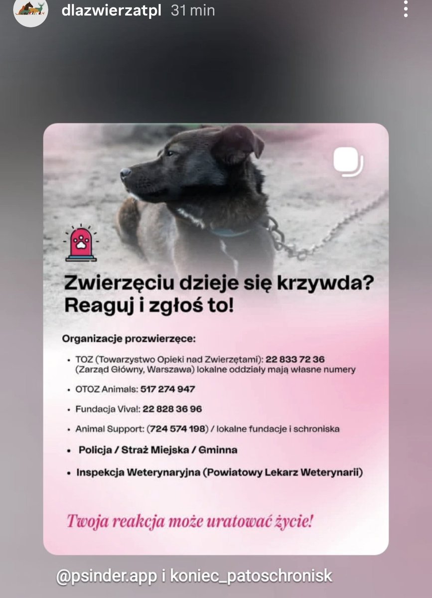 Zwierzęciu dzieje się krzywda? Zgłoś to ‼️🐾👇🏼