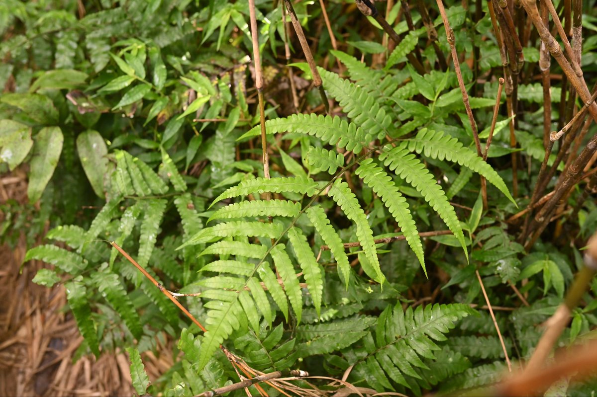 Toadrium's tweet image. 9月の石垣でヒロハミヤマノコギリシダを見ていた…らしい…
この日の前日は熱中症で死にかけだったからしょうがない。石垣での記憶はほぼ無い。