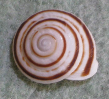 ヒメセンベイマイマイといいます(^o^) 名前にマイマイってつく貝は陸貝