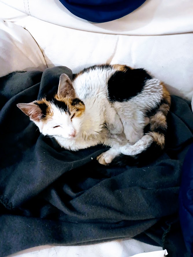 Plavalka tweet media