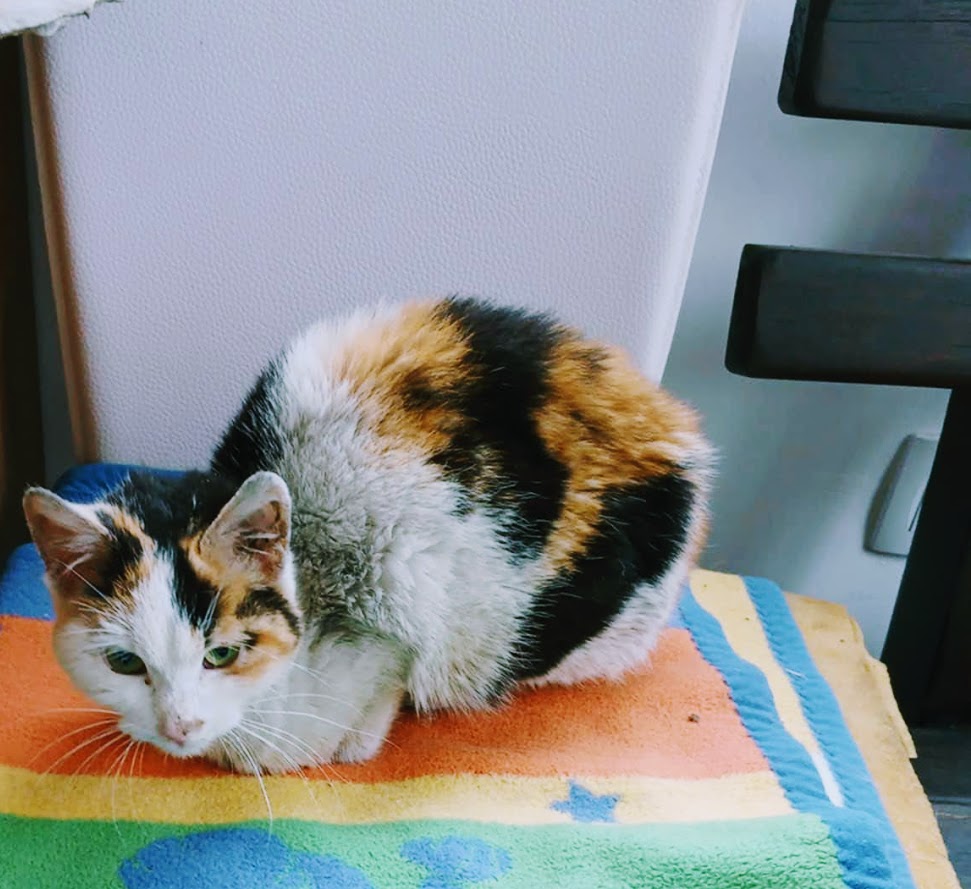 Plavalka tweet media