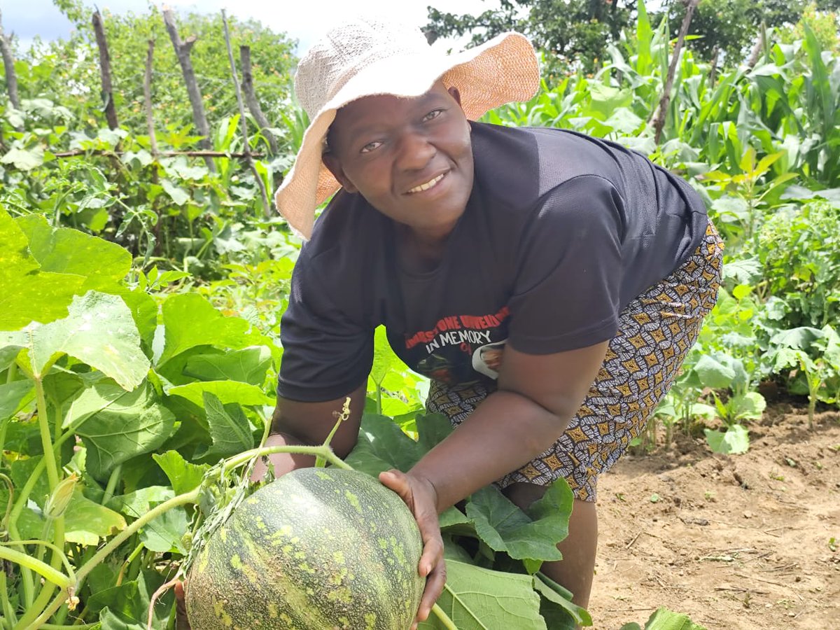 nutriactionzim's tweet photo. 2026 is the International Year of the Woman Farmer! 👩‍🌾 When women thrive in agriculture, entire families eat better. Empowering women farmers directly improves household nutrition &amp; fights hunger. Let's champion their vital role!
 #IYWF2026 
#FoodSecurity https://t.co/SBKg56l9P3