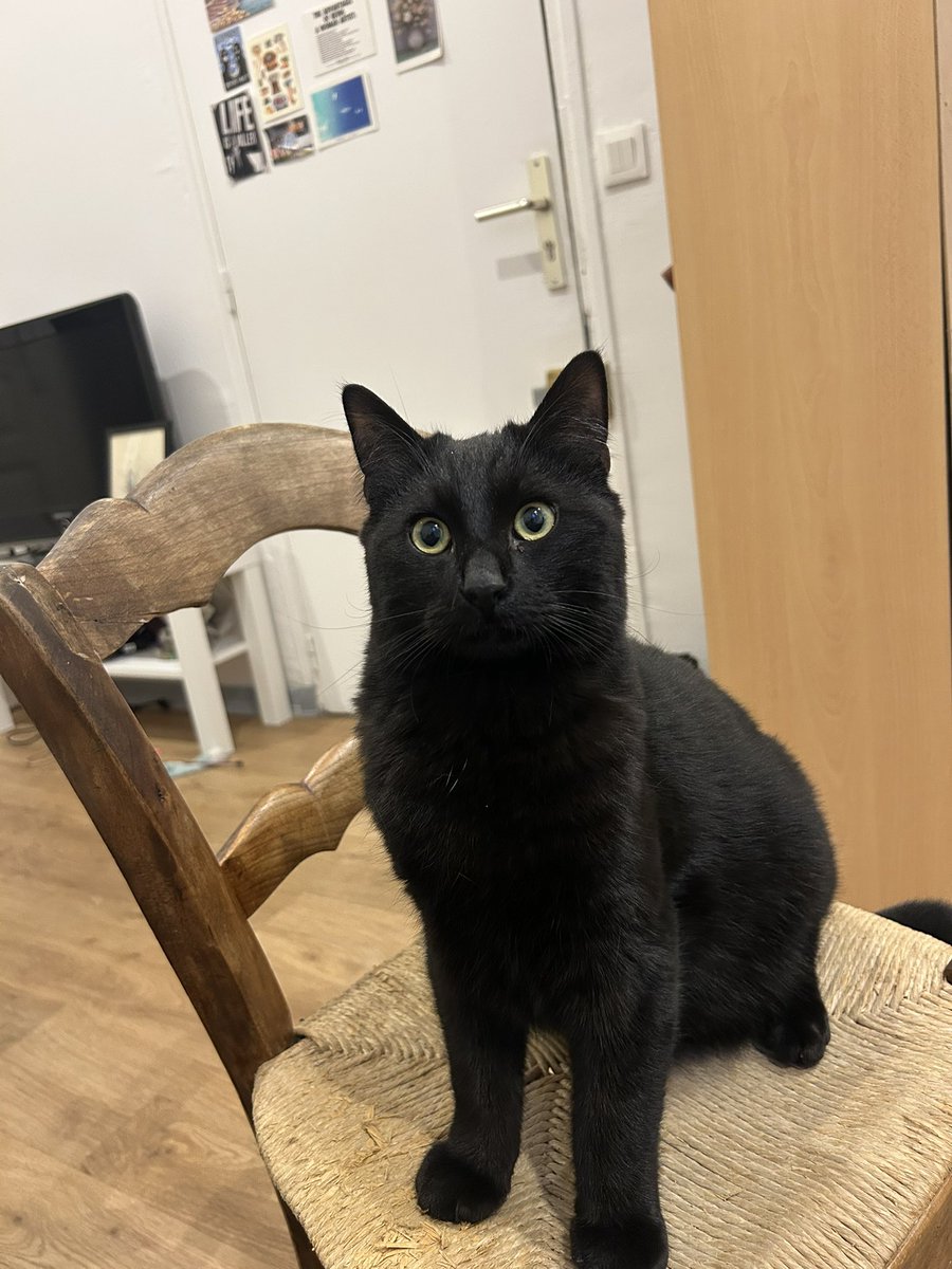 rbllsud's tweet photo. Mon grand 🖤🐈‍⬛ https://t.co/907bUq8hU3