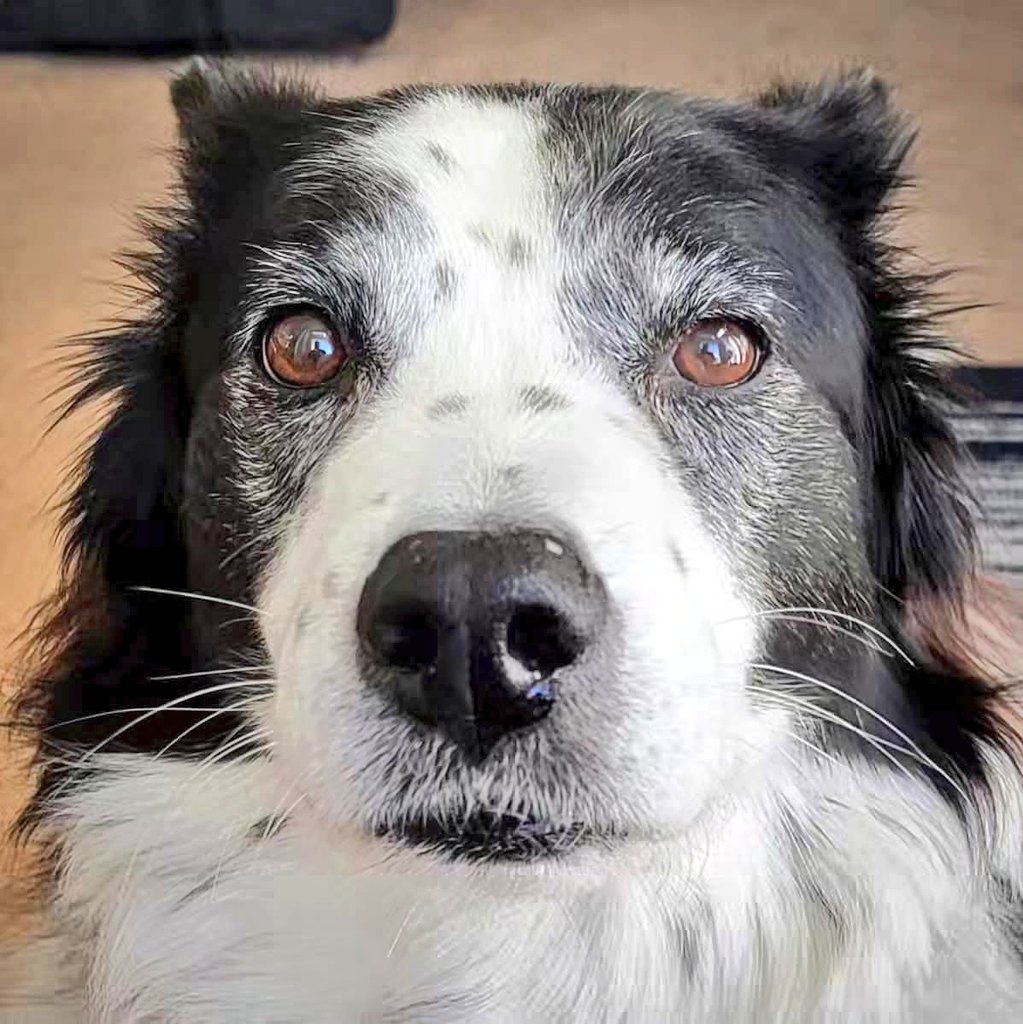 LanceBlizzGamer's tweet photo. What day is it? Feels off. #DailyKaylee #ThoughtsOfADog https://t.co/QVRqdETvkE