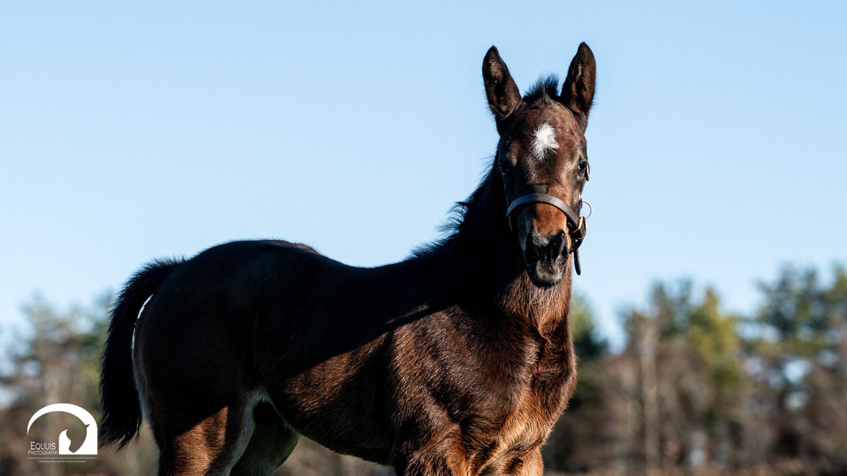 Blue Diamond Stud tweet media