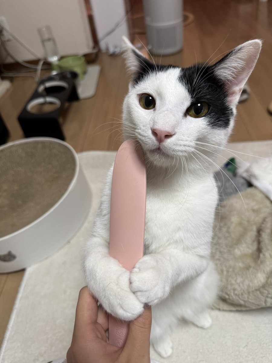 ちゃむママ (@mirei5799) / Posts / X