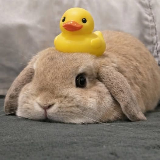 popular (@popularrabbit) on Twitter photo 