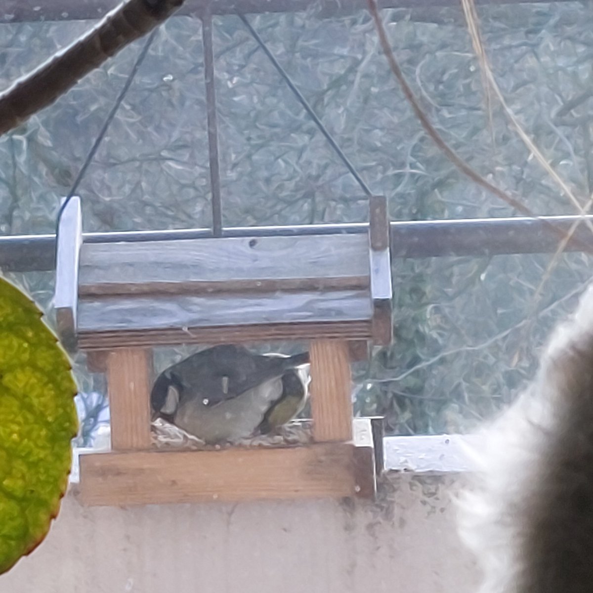 Unsere kleine dicke Meise, nicht aufgeplustert. 
Die andere kleine sitzt im Hintergrund zum Vergleich.😅