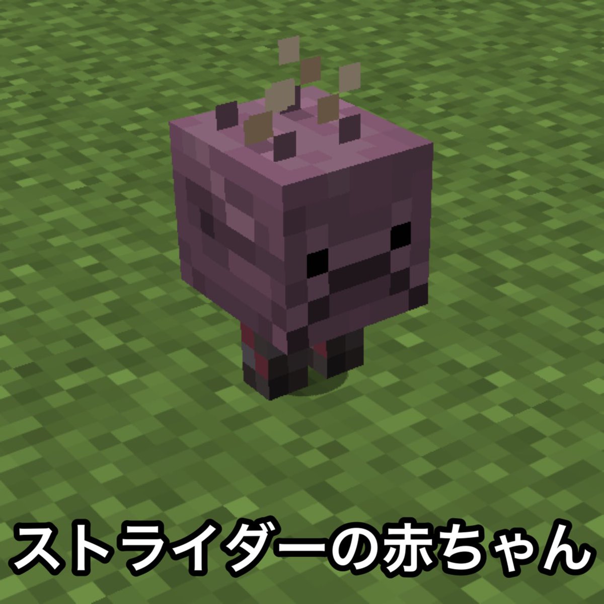 タコ丸@村人狂 tweet media