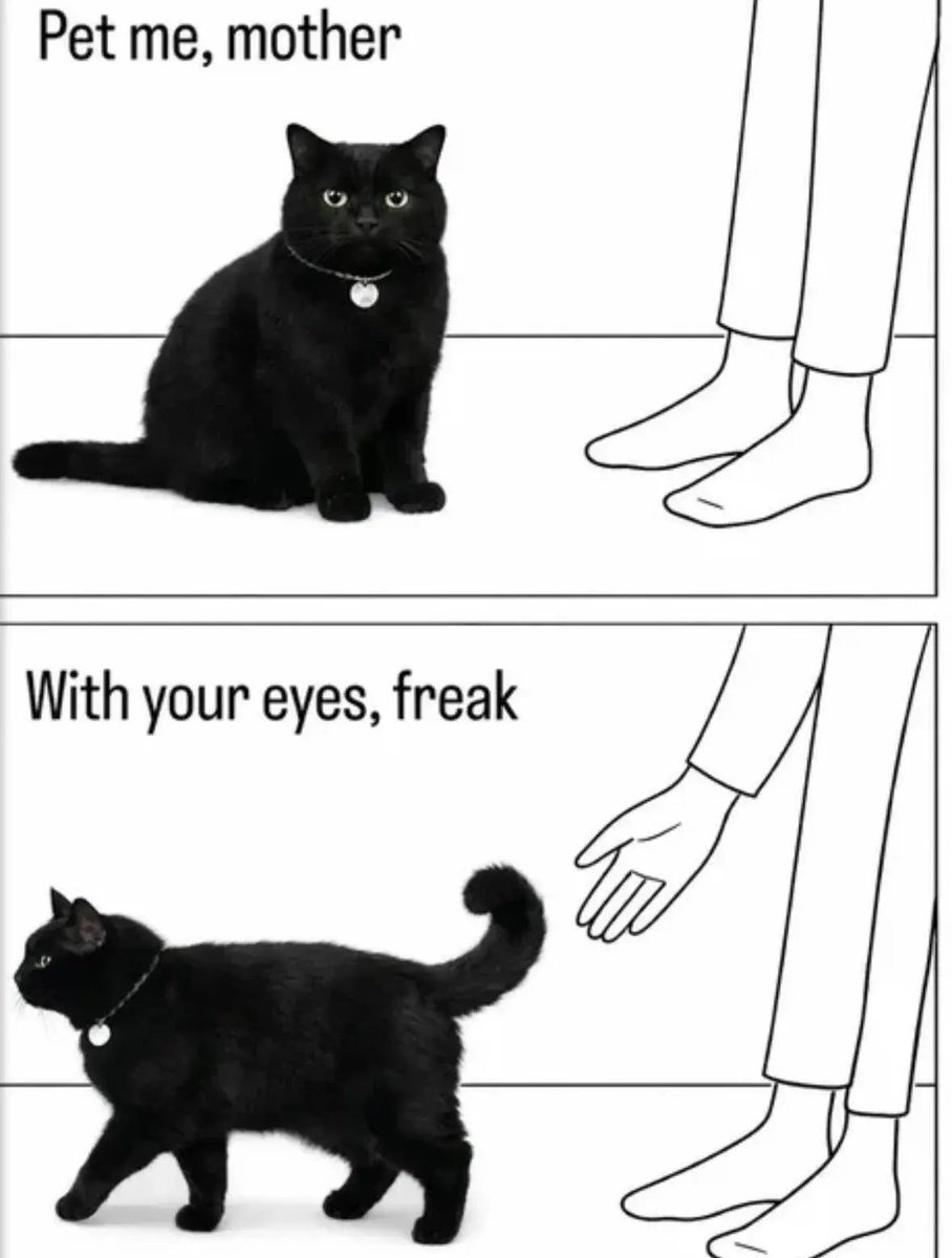 Posts Of Cats (@postsofcats) on Twitter photo 