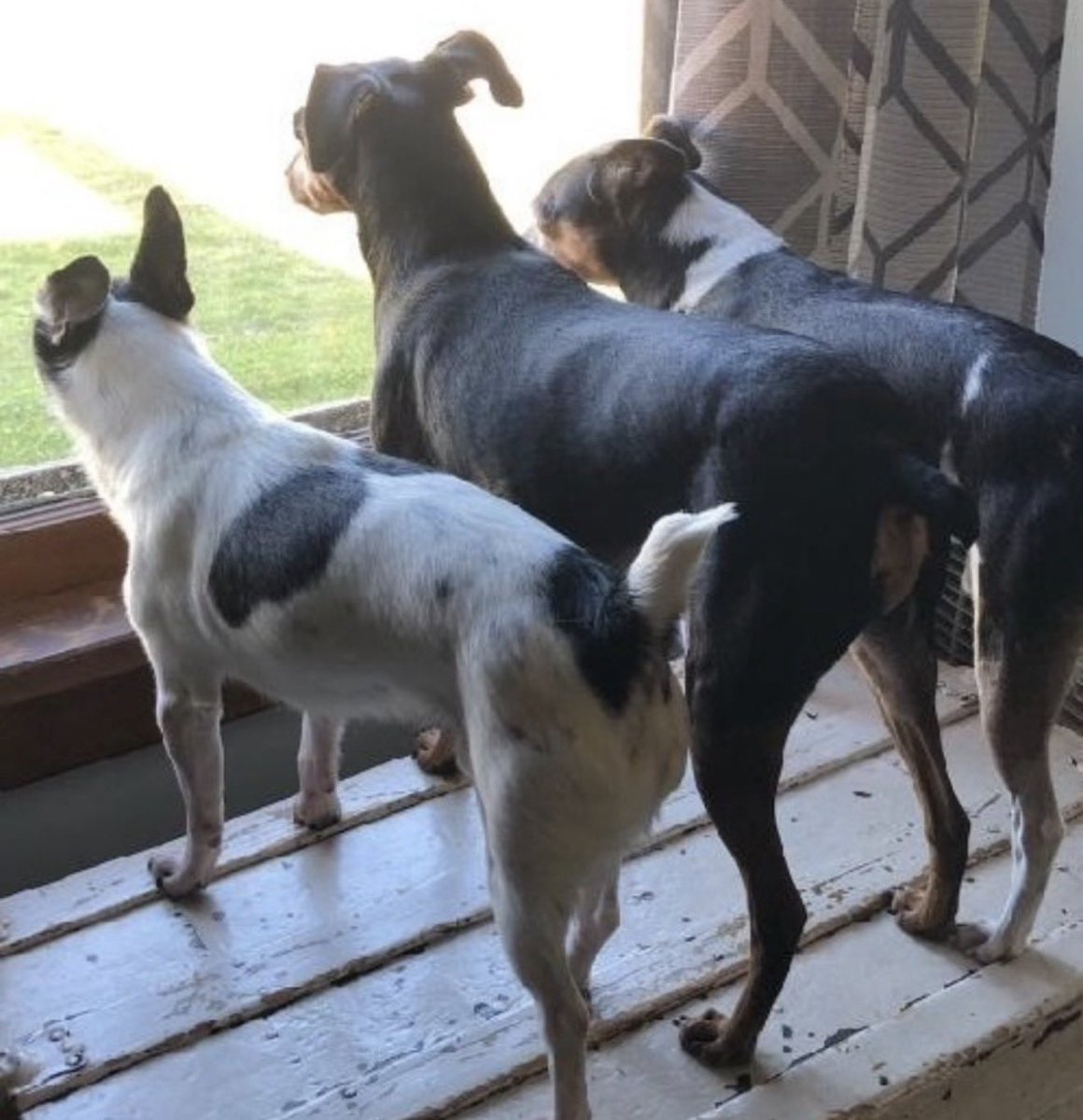 HideSteel's tweet photo. Together again. #dogsoftwitter #dogsofX #Smitty #Chester #Wess 💔 https://t.co/7SaXDTYRYV