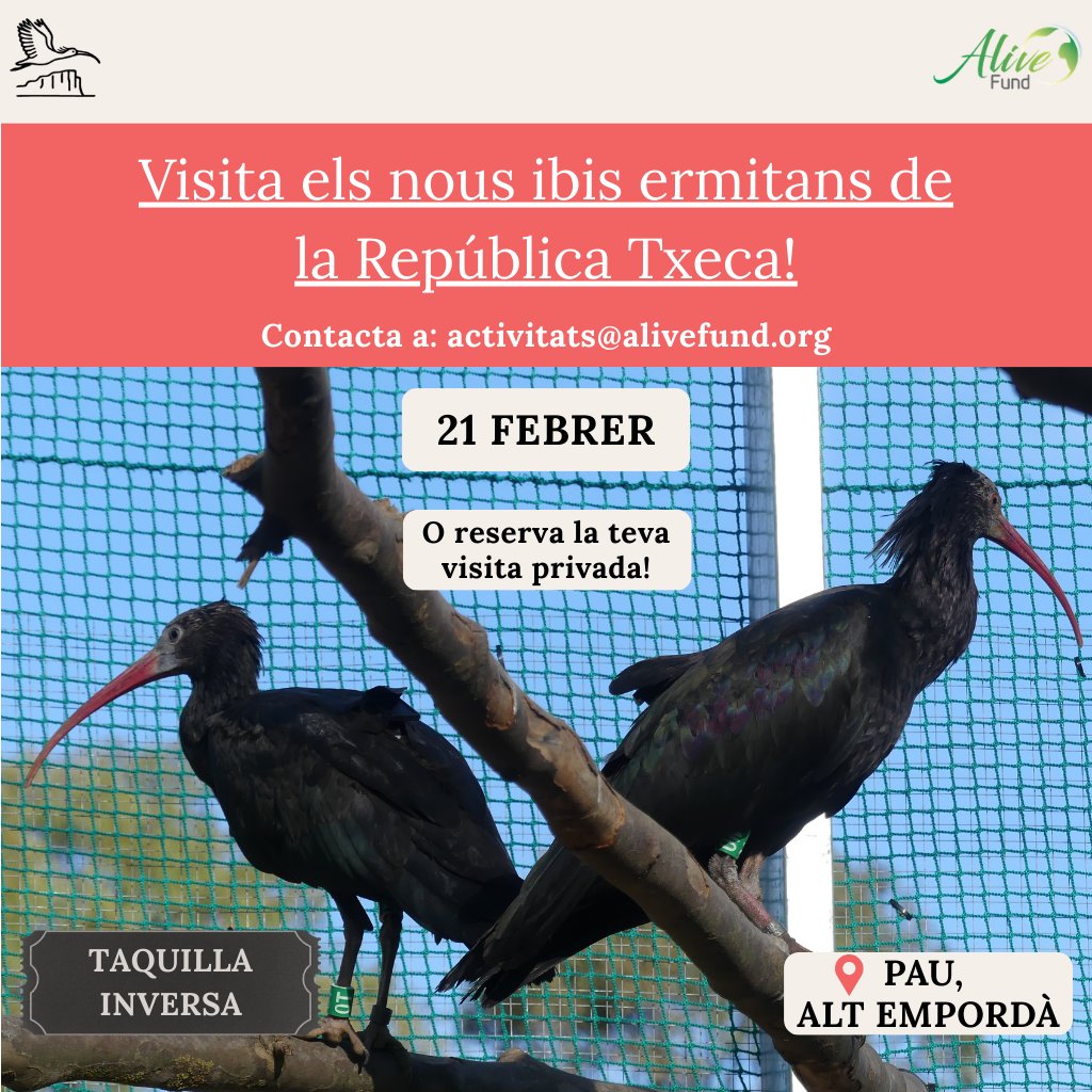 fundacioalive's tweet photo. Vols veure com s'adapten els nous ibis de la República Txeca dins l'aviari empordanès? 🇨🇿✈

Ja pots reservar la teva visita per aquest dissabte 21 de febrer, conèixer en 0S, en 0T i tots els seus companys del Projecte Ibis Ermità! 🐦

📩Inscripcions: actvivitats@alivefund.org https://t.co/9skak6IjiV