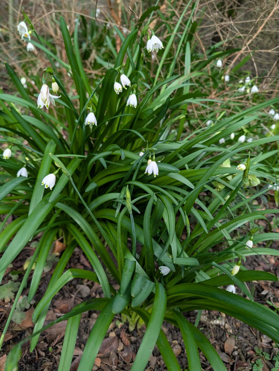 Haslemere Museum tweet media