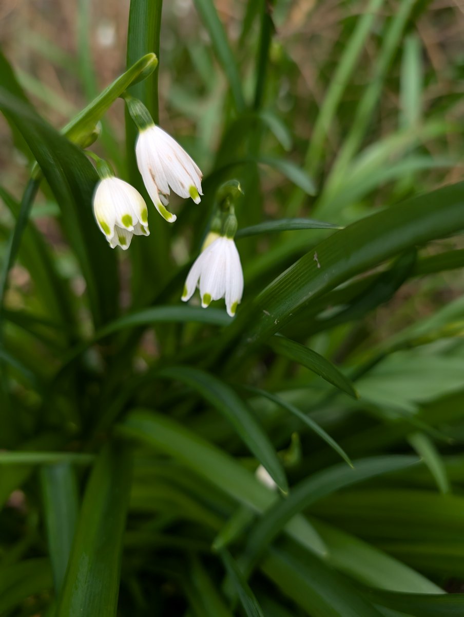 Haslemere Museum tweet media