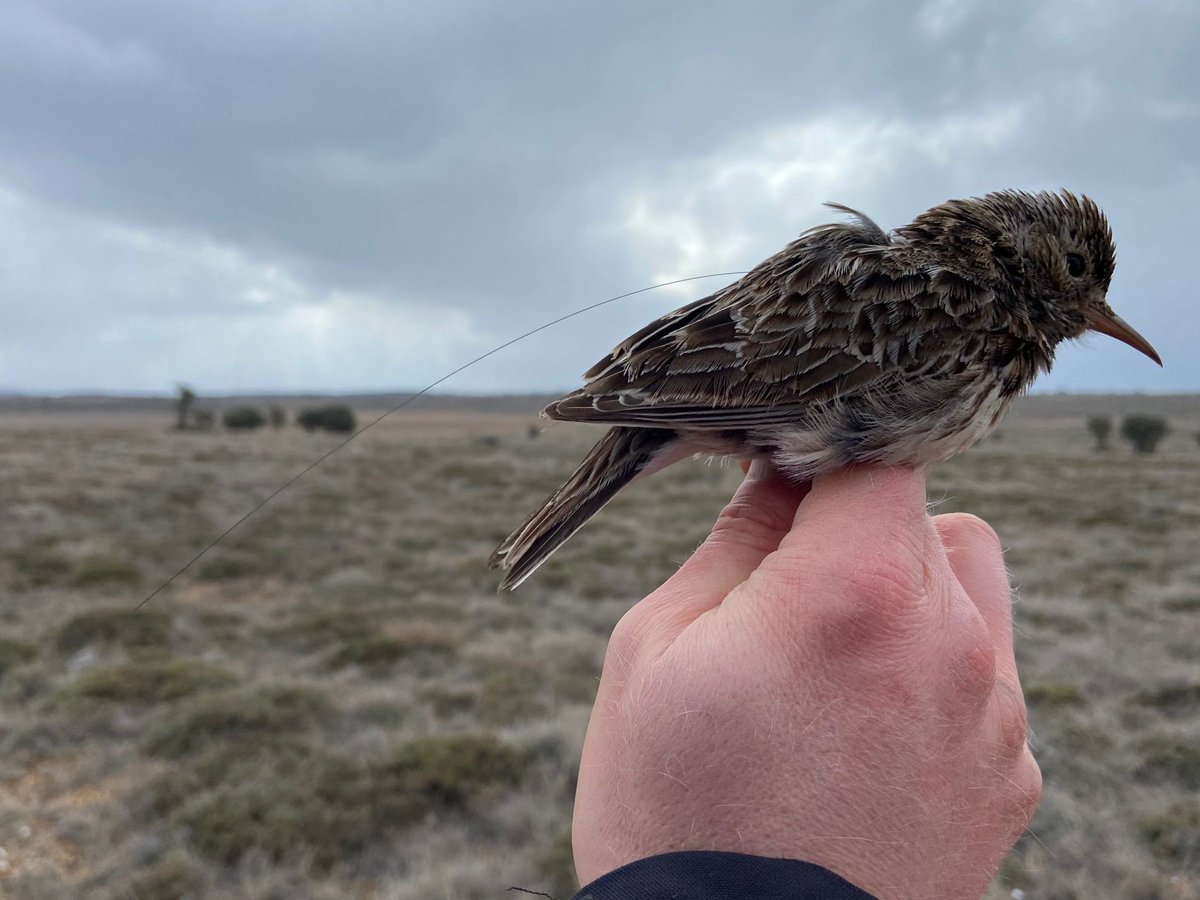 LIFE Connect Ricotí tweet media