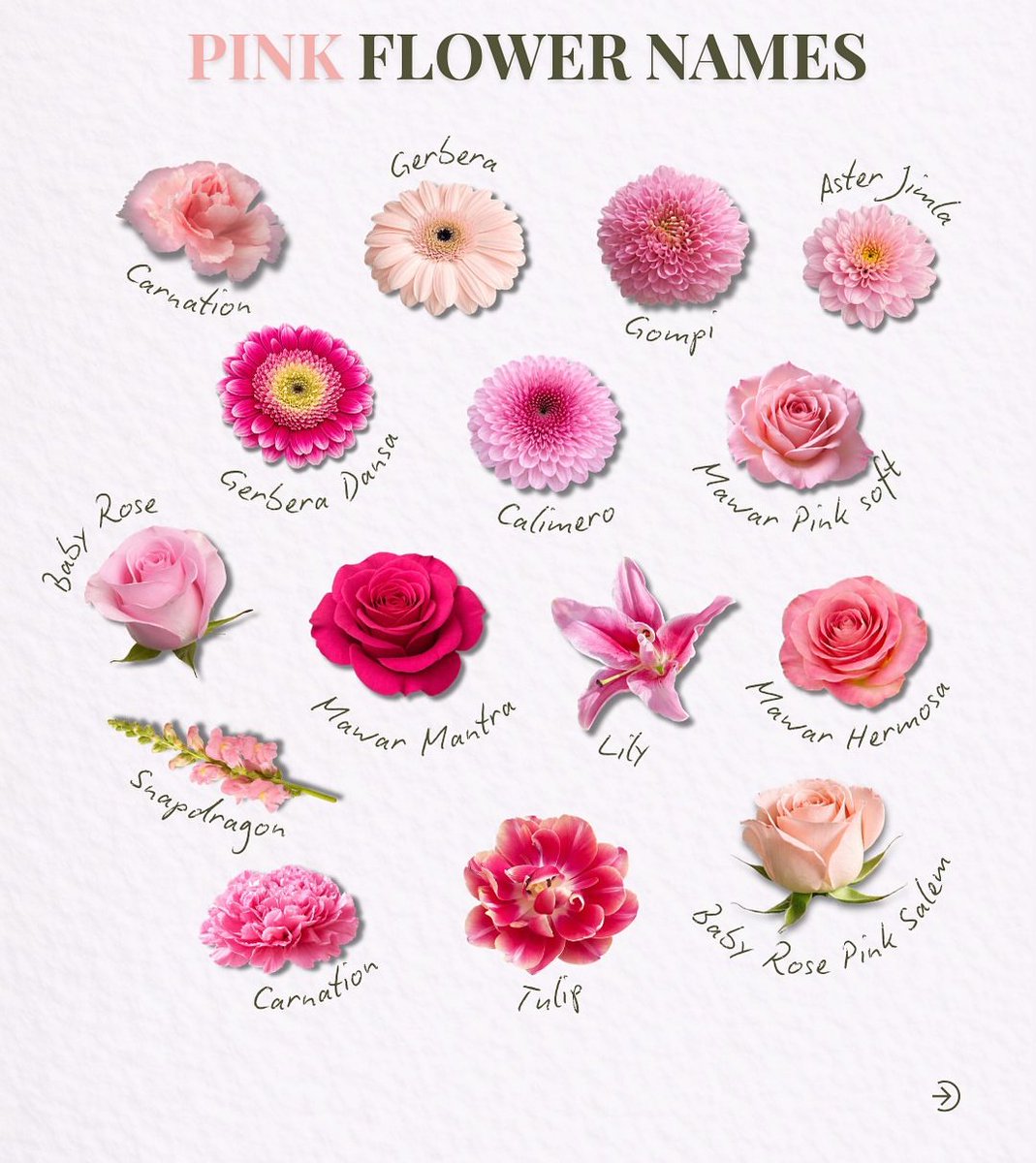 Bloomify tweet media