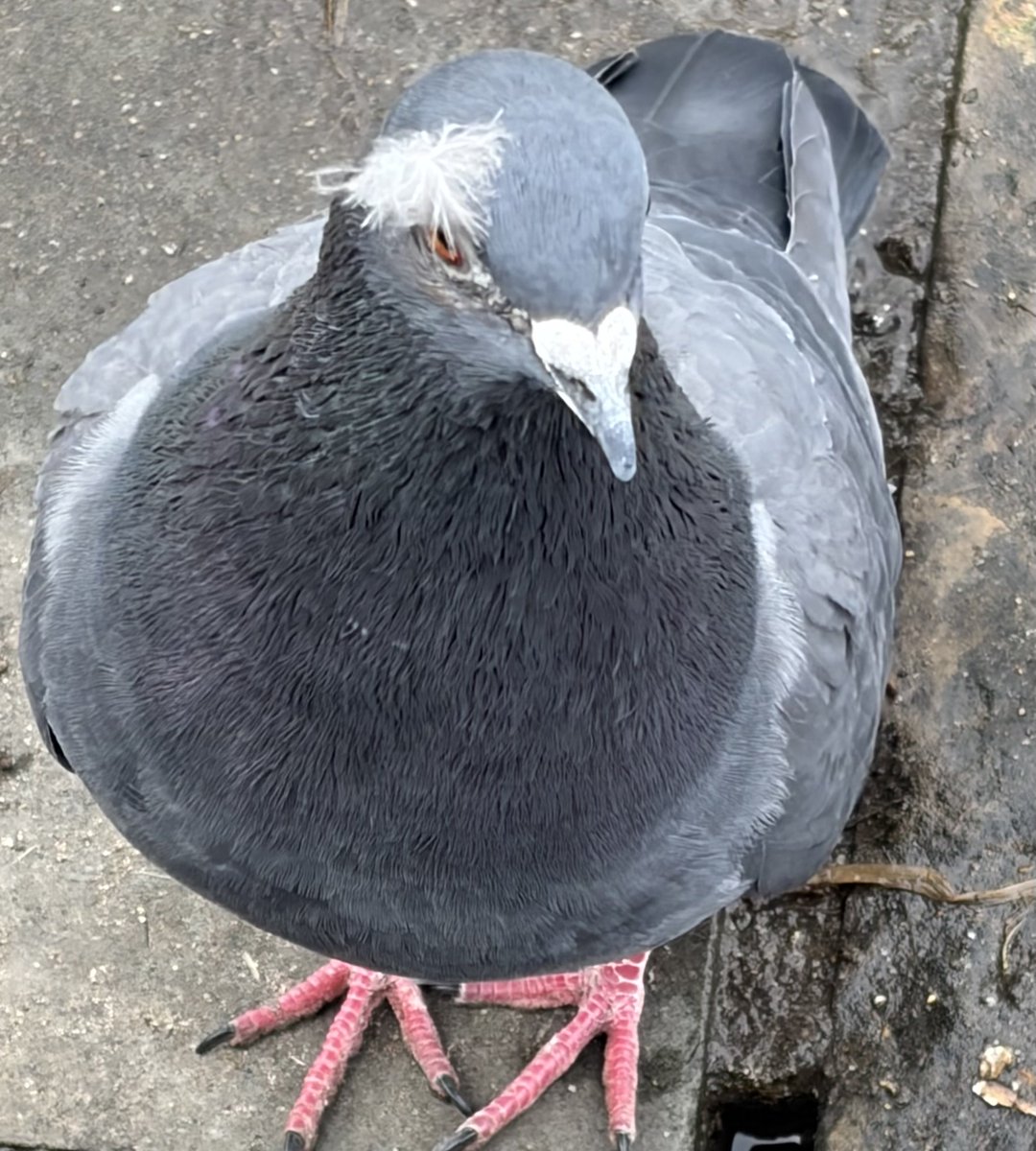 I like it when pigeons know how to accessorise #Pigeons