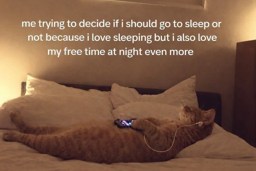 LiterallyMeCats (@literallymecats) on Twitter photo 