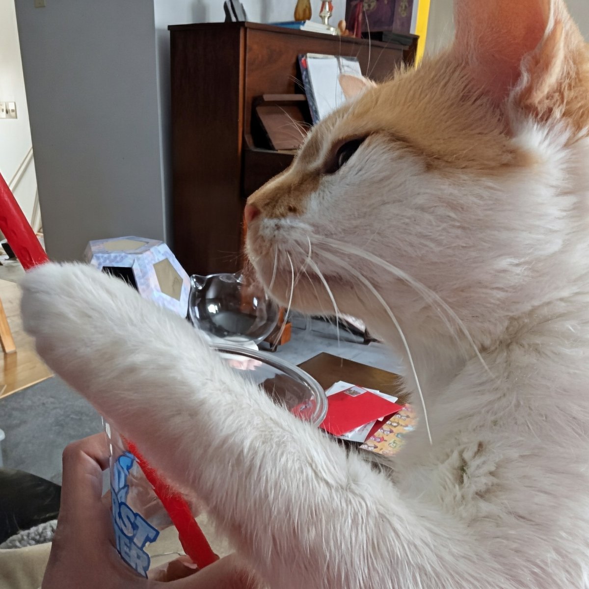 FartyCheddarCat's tweet photo. Mama gots a slushy
I klime on lap to see
I twy to gwab da stwa
I ses dat it for me

Mama ses I silly
But silly I not be
I likky lik da stwa
And purr all happyly

#CheddarPoetry #Slushy #Stwa #MamaForgetsToShareSumtimes #SoIHasToWemindHer #SheSesINotNeesToTasteAllHerNoms #ButIDo https://t.co/B3lL4NcjCu