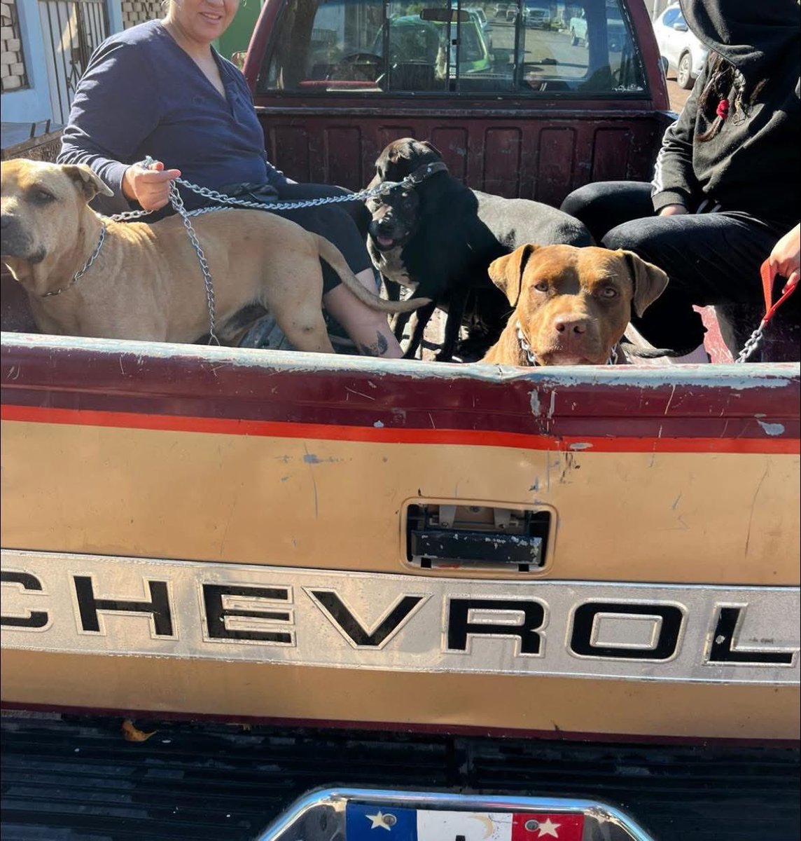 rosaliliatorrs's tweet photo. 💛 Negocio de pollos en Ciudad Obregón pone el ejemplo

Súper Pollos Asados Ruiz esterilizó, por segunda ocasión, a perritos callejeros que frecuentan su negocio y los locales cercanos.

Los propietarios no los ahuyentan ni los maltratan; al contrario, decidieron actuar con empatía y responsabilidad, cuidando de ellos y ayudando a prevenir la sobrepoblación y el abandono.