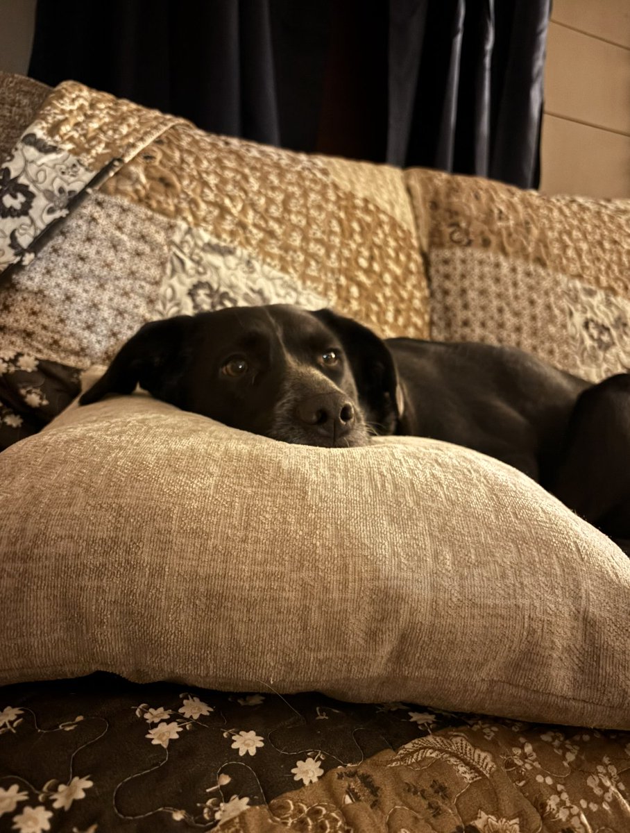 WoofPack Trails tweet media