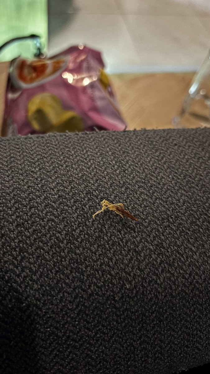 TarrasQueX tweet media