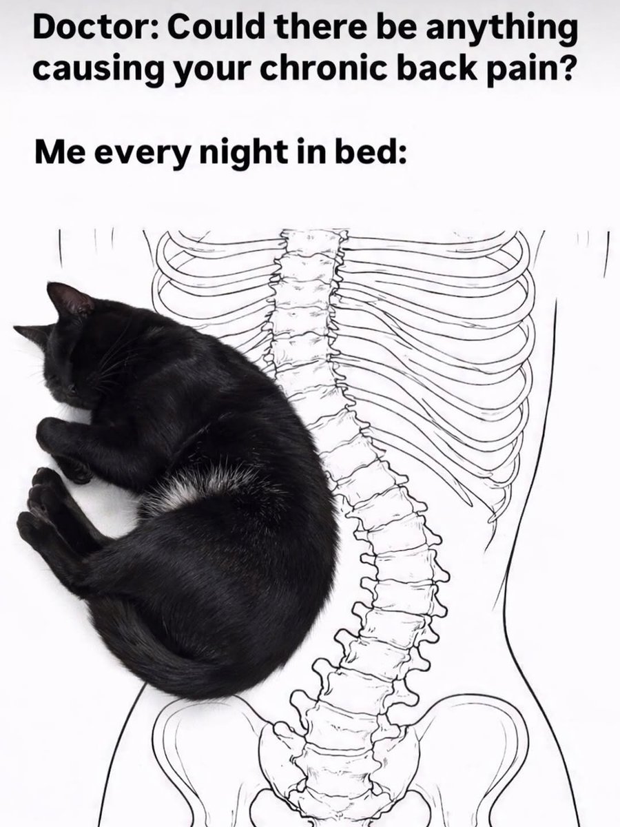 catsareblessing's tweet photo. https://t.co/yCAiAFqzGR