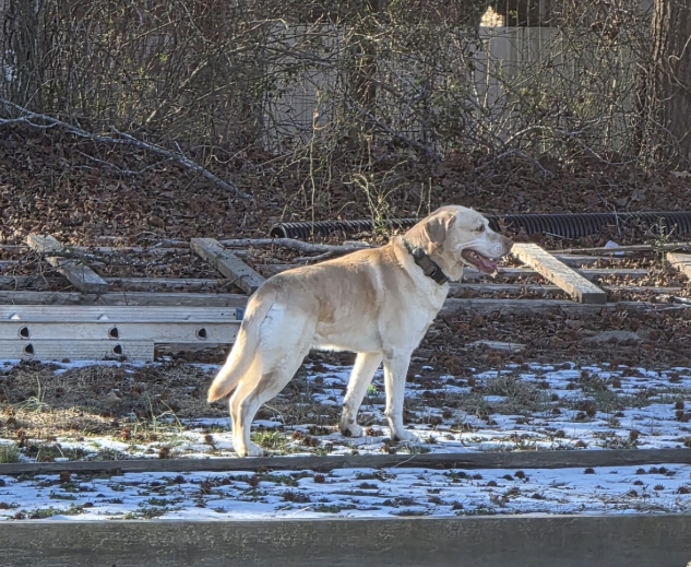 _DOGPOOL_'s tweet image. Got 4 calls earlier about this guy running, was tied up but got there in about 45 minutes.  Looked for about an hour and nothing.  Just got another call and found him walking the tracks here.  Came right to me.

Thank God for small miracles, he has current tags. I am on the way