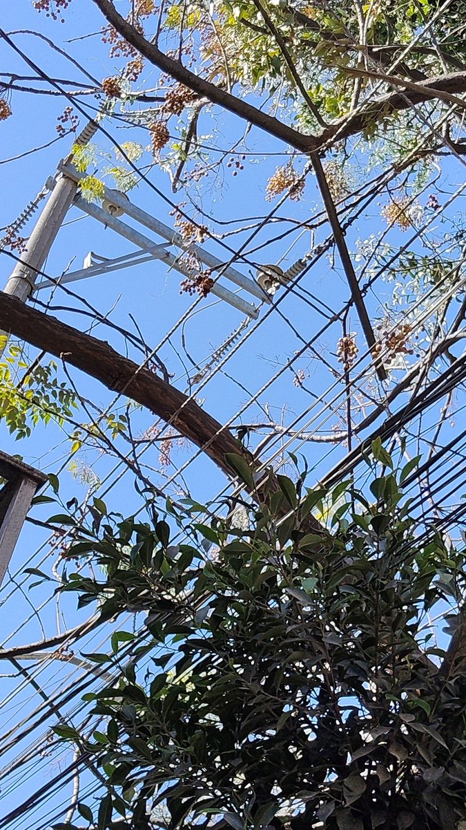 chisrock's tweet photo. @CFE_Contigo @CFEmx @UMPCyBZ  @Trafico_ZMG ya casi un año reportando que el árbol afuera de mi domicilio está tocando las líneas de medio voltaje y CFE y PC Zapopan se lavan las manos y nadie hace nada https://t.co/b86mZ6cgkw