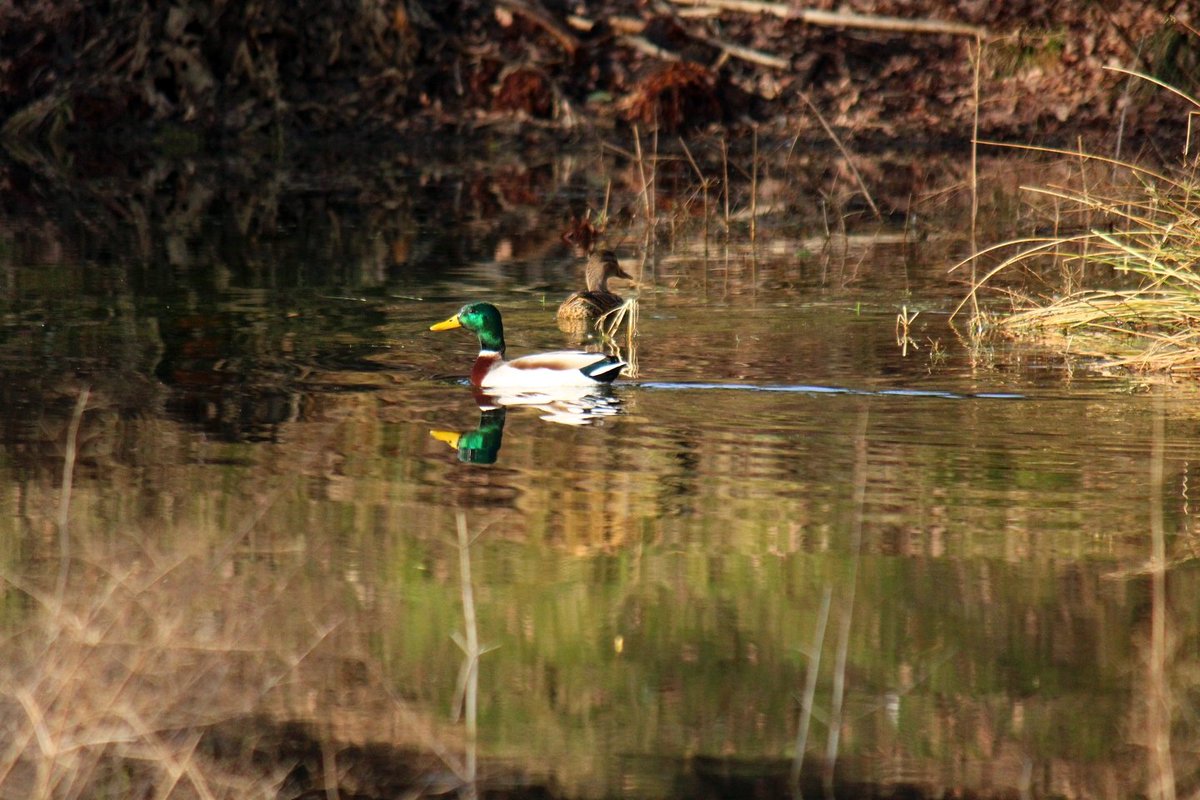 The tawny owl in his hollow today resting from a night of wooing, the ducks doing duck things.