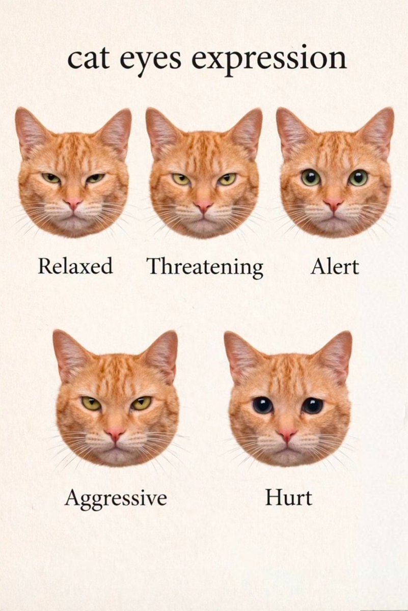 We don't deserve cats 😺 (@catsareblessing) on Twitter photo 