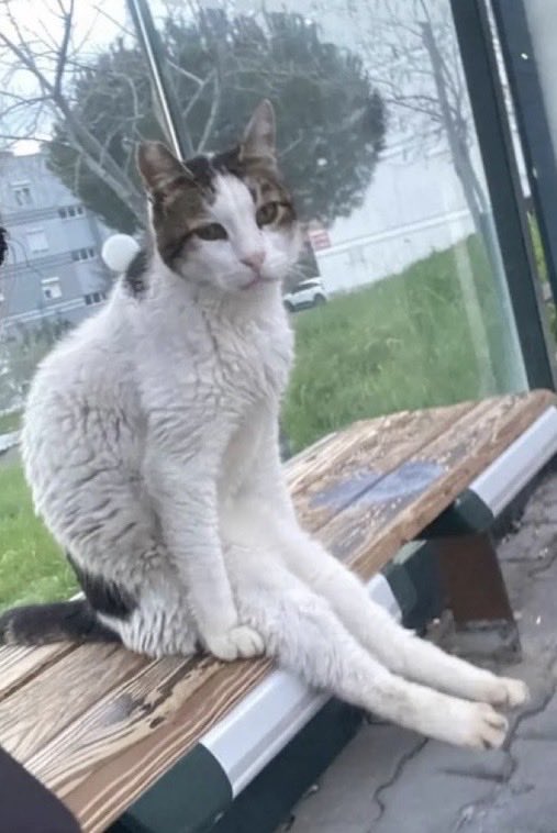 Bugün kedi günüymüş, şuraya hanım hanımcık otobüs bekleyen bir kedi koyalım 😃
#KEDİ