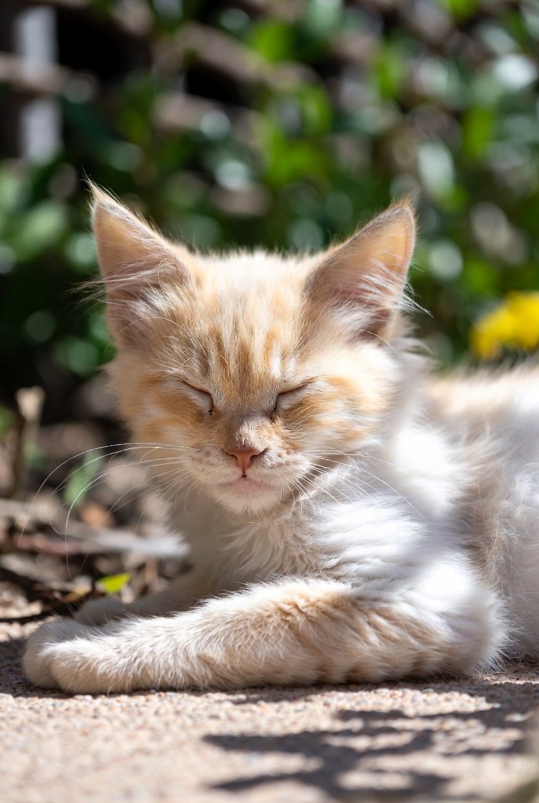 #Cats #CatsOfTwitter