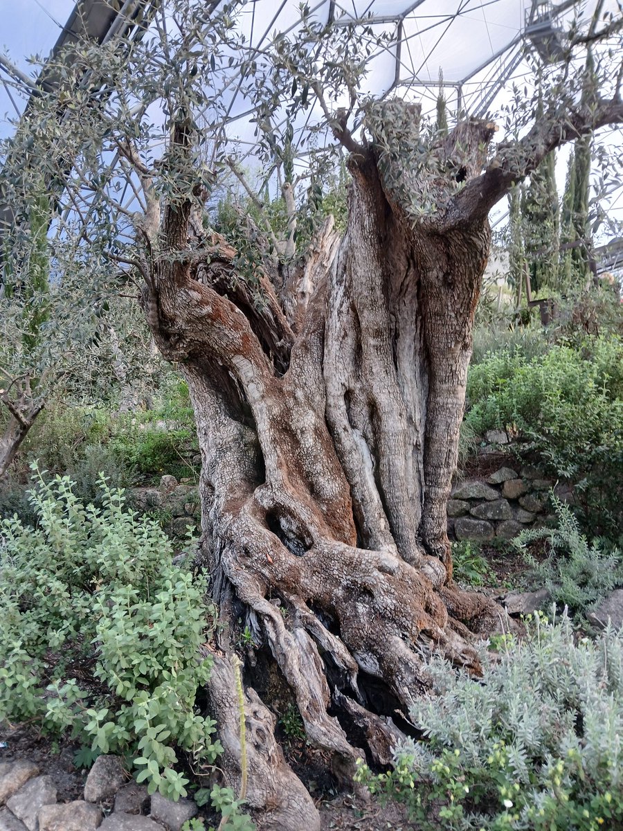 johnwxxiv's tweet photo. #thicktrunktuesday 1000 year old olive tree ....in the Mediterranean biosphere #edenproject ππ https://t.co/RGRSMRcY7Z