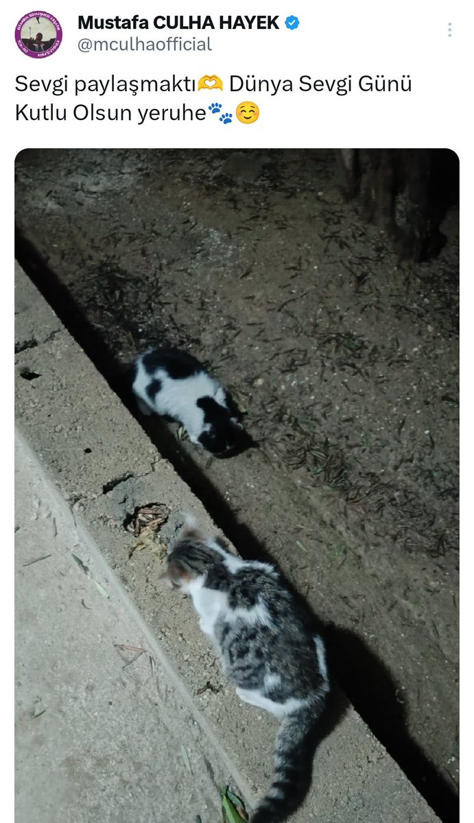 Gününüz kutlu olsun miniklerim🐾♥️ #DünyaKediGünü