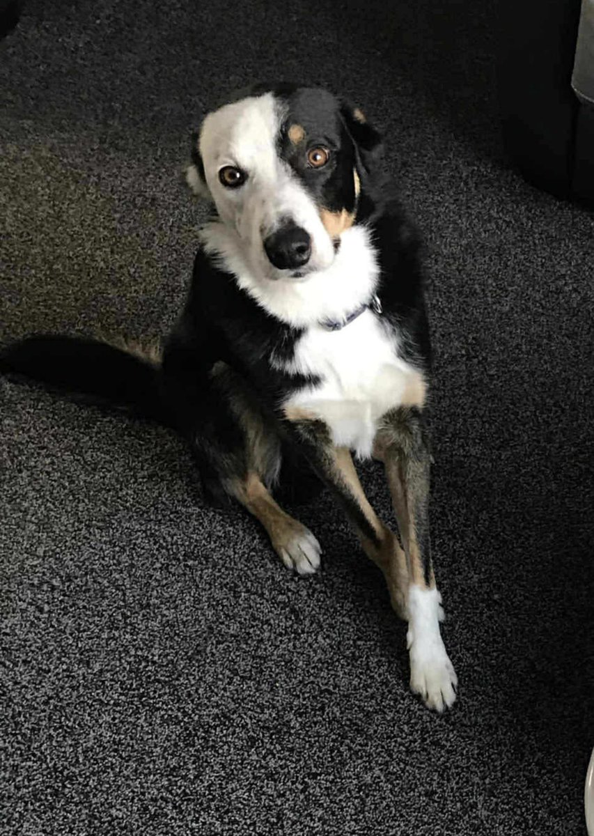 Fudge is a gorgeous 8.5 year old male Border Collie.
He is available and looking for a new home. 
Fudge is chipped and healthy with no issues. He’s also registered at the vets. 
Fudge is being rehomed through no fault of his own. 
He has been brought up around a lot of children